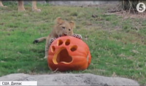 Гелловін у зоопарку Далласа