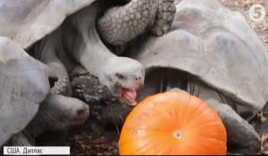 Гелловін у зоопарку Далласа