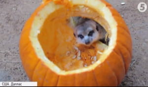 Гелловін у зоопарку Далласа