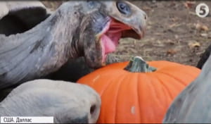 Гелловін у зоопарку Далласа