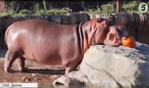 Гелловін у зоопарку Далласа