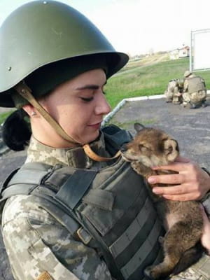 Собаки та коти на передовій