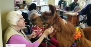 Лама-терапія