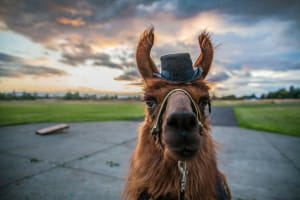 Лама-терапія