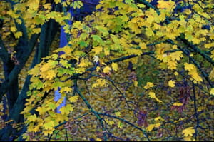 Осінні дні в Одесі