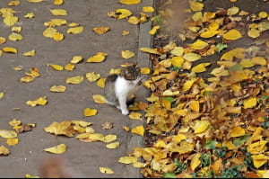 Осінні дні в Одесі
