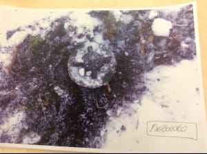 Заборонені протипіхотні міни на сході