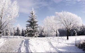 Головна ялинка країни