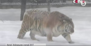 Сибірський тигр у Китаї