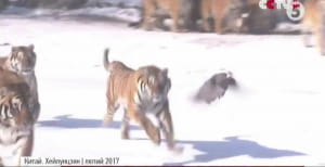 Сибірський тигр у Китаї
