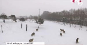 Сибірський тигр у Китаї