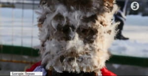 Карнавали у світі