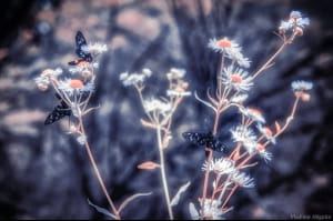 Автор фото – Володимир Мігутін