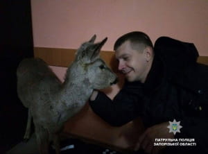 Патрульні врятували косулю