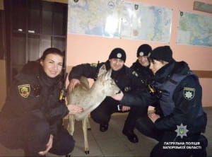 Патрульні врятували косулю