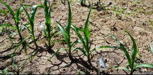 крим, засуха