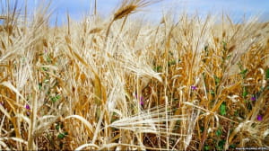 крим, засуха, рослини