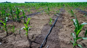 крим, засуха, рослини, поле