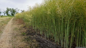 крим, засуха, поле