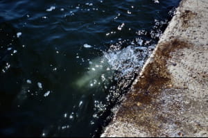 Пляж Ланжерон, Одеса