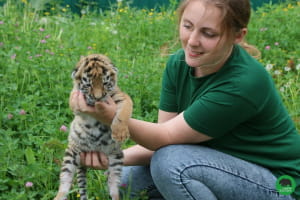 Тигреня Триша в Луцькому зоопарку
