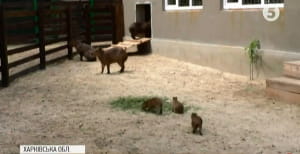 Капібари в Харкові