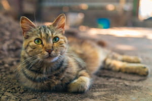 Киці у Дніпрі