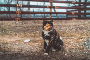 Киці у Дніпрі