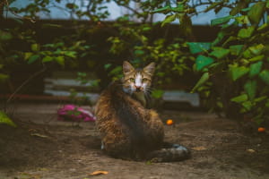 Киці у Дніпрі