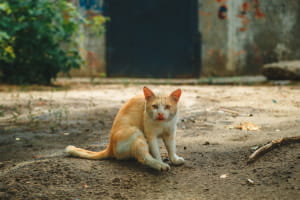 Киці у Дніпрі