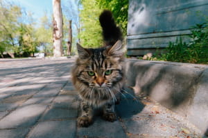 Киці у Дніпрі