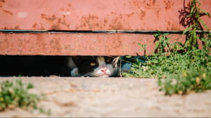 Киці у Дніпрі