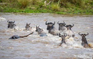 Тисячі антилоп стрибнули у річку