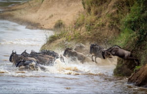 Тисячі антилоп стрибнули у річку