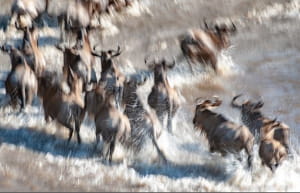 Тисячі антилоп стрибнули у річку