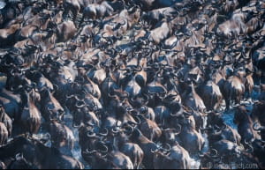 Тисячі антилоп стрибнули у річку