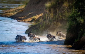 Тисячі антилоп стрибнули у річку