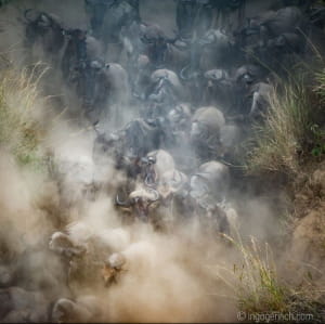 Тисячі антилоп стрибнули у річку