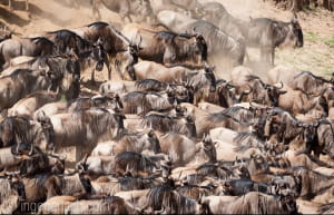 Тисячі антилоп стрибнули у річку