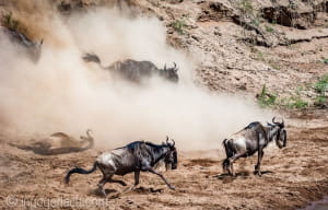 Тисячі антилоп стрибнули у річку