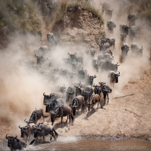 Тисячі антилоп стрибнули у річку