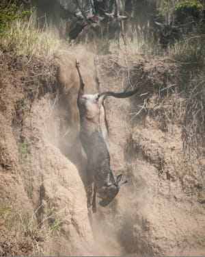Тисячі антилоп стрибнули у річку