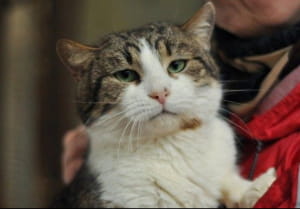 Бездомні тварини у притулку