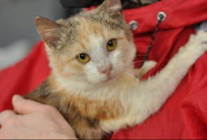 Бездомні тварини у притулку