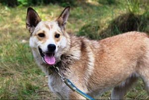 Бездомні тварини у притулку