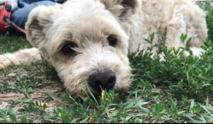 Бездомні тварини у притулку