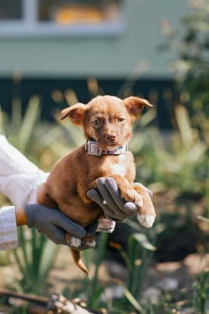 Бездомні тварини у притулку