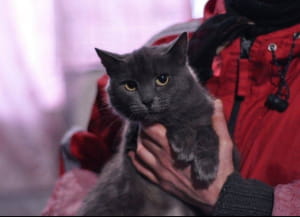 Бездомні тварини у притулку