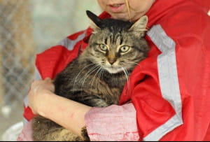 Бездомні тварини у притулку