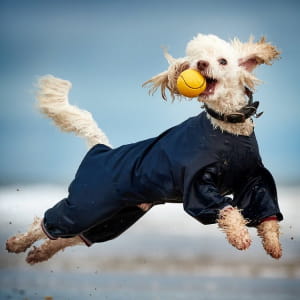 Фотоконкурс PIPAs